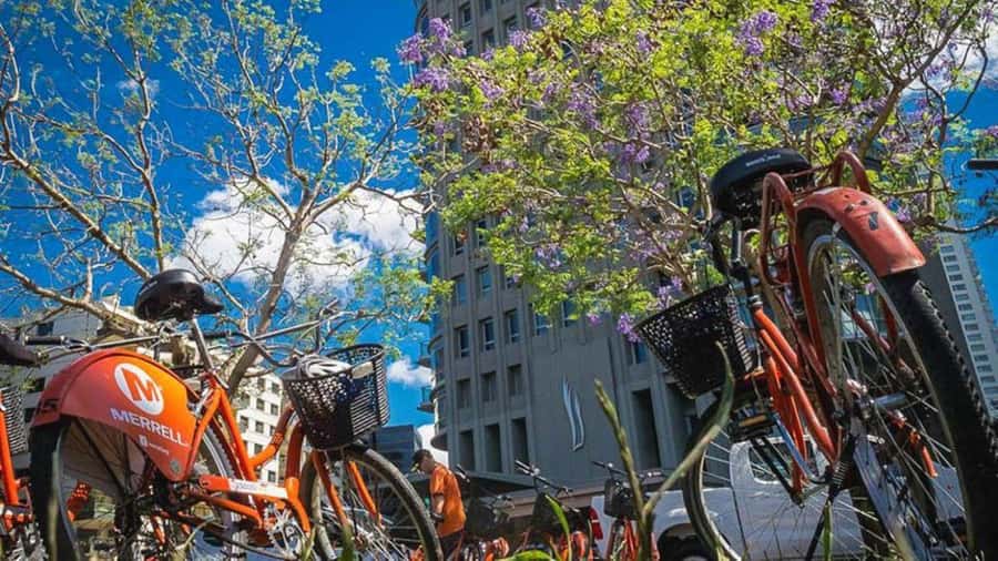 Buenos Aires Bike Tour: South or North Circuit - North Circuit: Recoleta and the grand parks of Palermo
