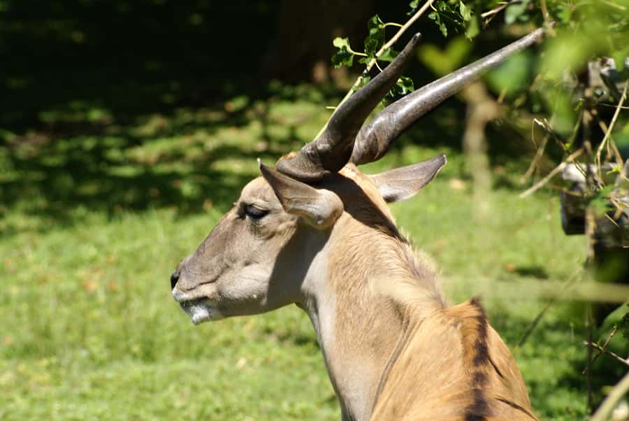 Buenos Aires: Bioparque Temaiken with Transfers - Why Temaikèn makes a good day outside Buenos Aires