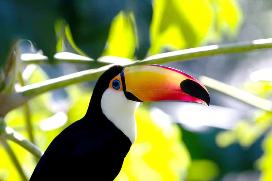 Buenos Aires: Bioparque Temaiken with Transfers - The Argentine zones: Mesopotamia and Patagonia