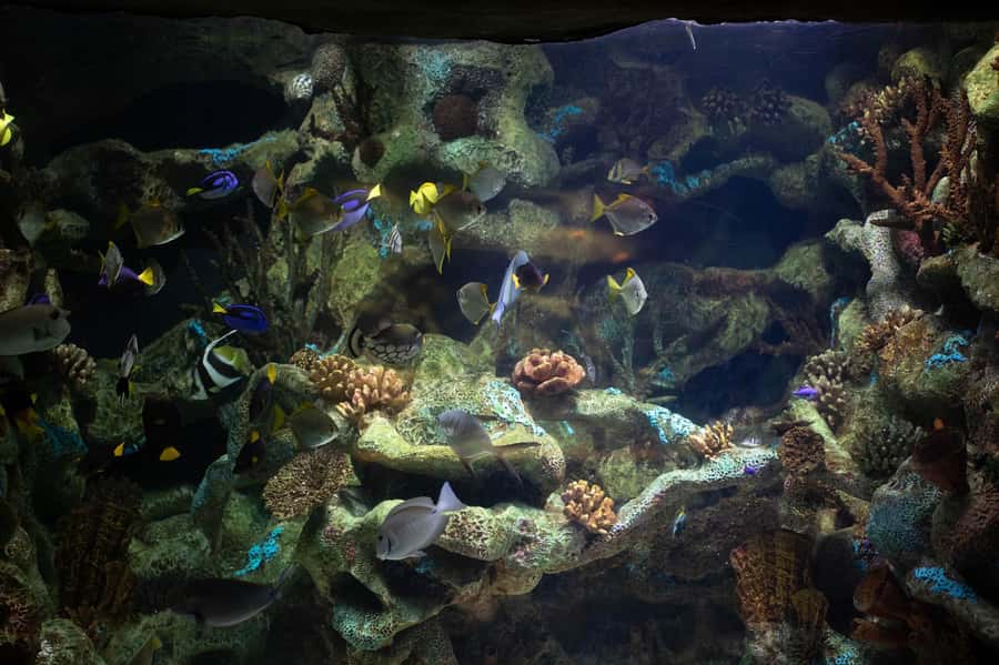 Buenos Aires: Bioparque Temaiken with Transfers - Practical planning for a smoother visit