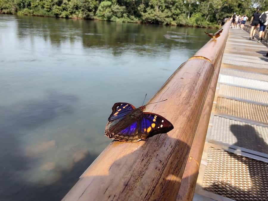 Buenos Aires: Iguazu Falls Private Tour with Flights - Key points at a glance