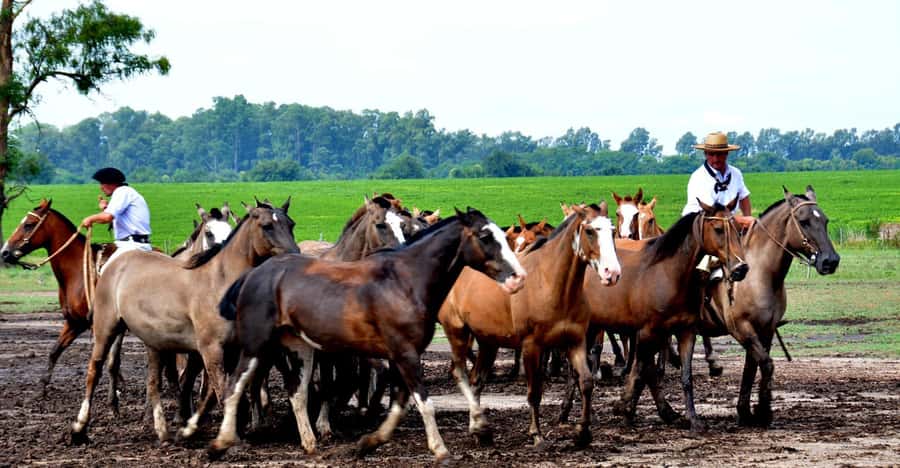 Buenos Aires: Santa Susana Ranch Day Tour, BBQ & Shows - Gaucho skills and the afternoon snack