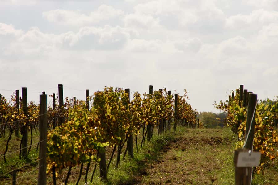 Buenos Aires: Wine Tasting and Lunch at Bodega Gamboa - Why the long lunch is central to the experience