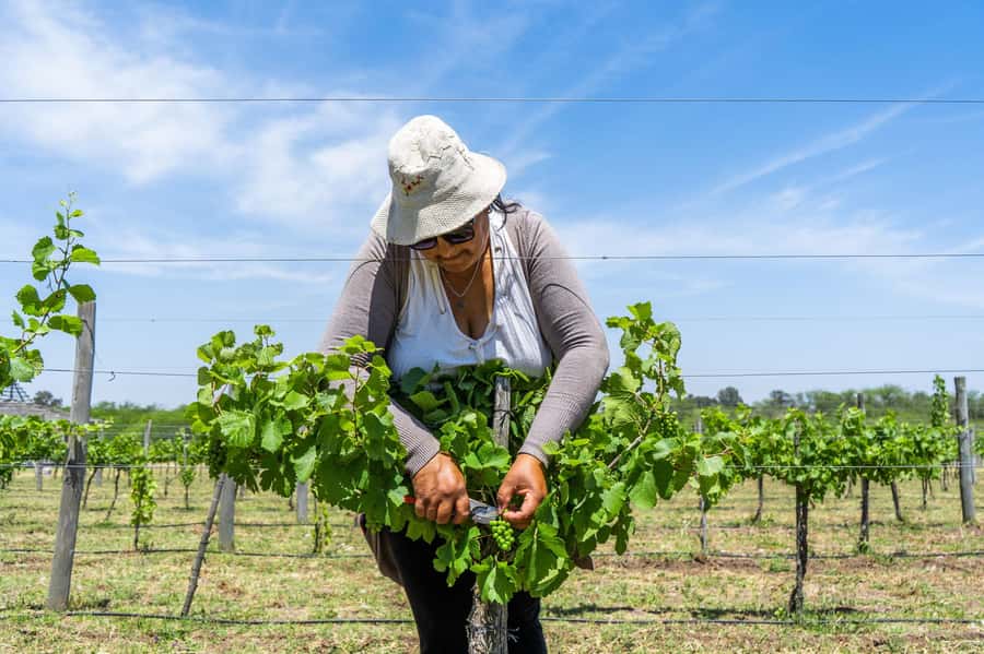 Buenos Aires: Wine Tasting & Lunch at Gamboa Vineyard - Casa Gamboa turns the tasting into lunch