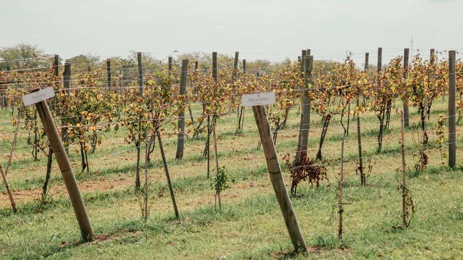 Buenos Aires: Wine Tasting & Lunch at Gamboa Vineyard - Is $220 a fair price?