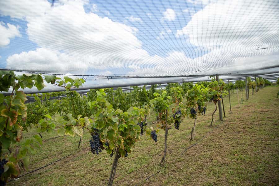 Buenos Aires: Wine Tasting & Lunch at Gamboa Vineyard - What the service is like