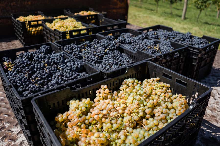 Buenos Aires: Wine Tasting & Lunch at Gamboa Vineyard - Who should book this vineyard day?