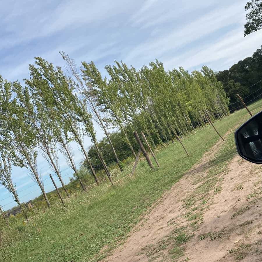 Enjoy a Rural Experience in a Vineyard near Buenos Aires - What the day feels like from start to finish