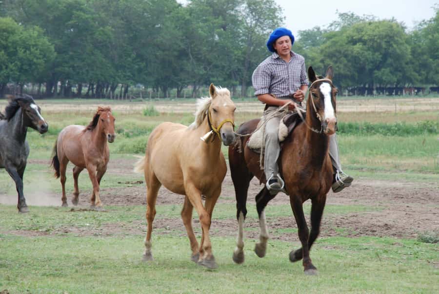 From Buenos Aires: Estancia Don Silvano Tour with Lunch. - What $165 per person really buys you