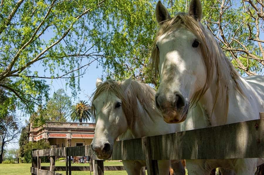 From Buenos Aires: Gaucho and Ranch Day Tour - The asado lunch is the day’s main event