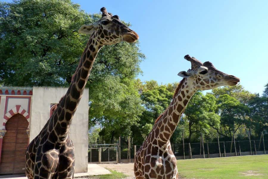 From Buenos Aires: Temaiken Zoo Tour with Ticket Included - Key points to know before you book
