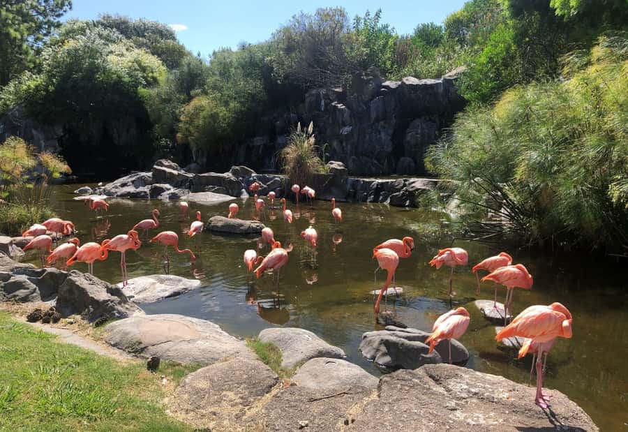 From Buenos Aires: Temaiken Zoo Tour with Ticket Included - Leaving Buenos Aires for Temaikén