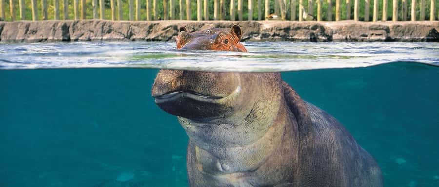 From Buenos Aires: Temaiken Zoo Tour with Ticket Included - The giant aviary and its outdoor paths
