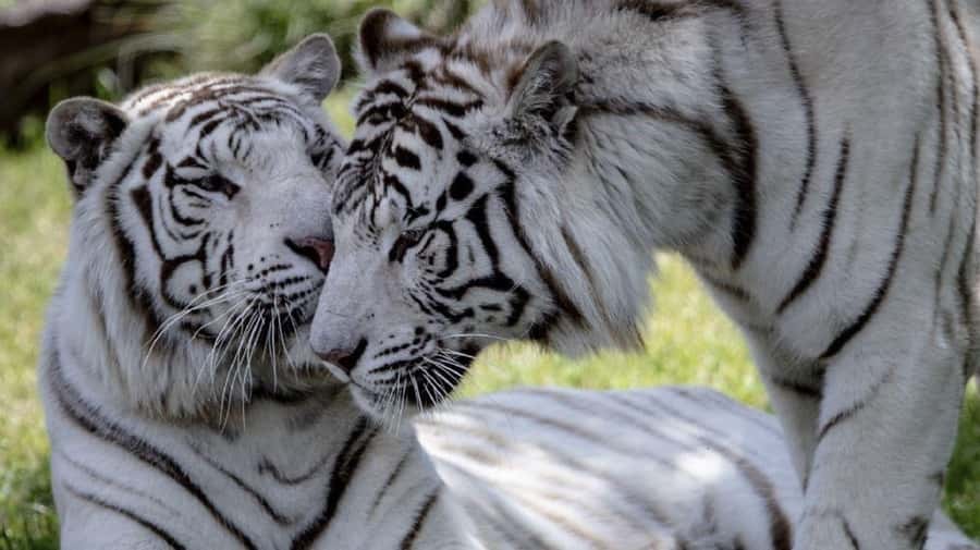 From Buenos Aires: Temaiken Zoo Tour with Ticket Included - La Chacra brings the countryside into the park