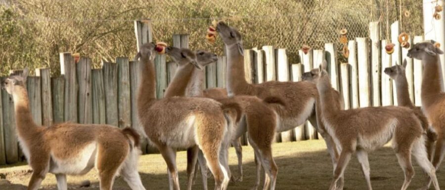 From Buenos Aires: Temaiken Zoo Tour with Ticket Included - Plants, cinema, and the wider park experience