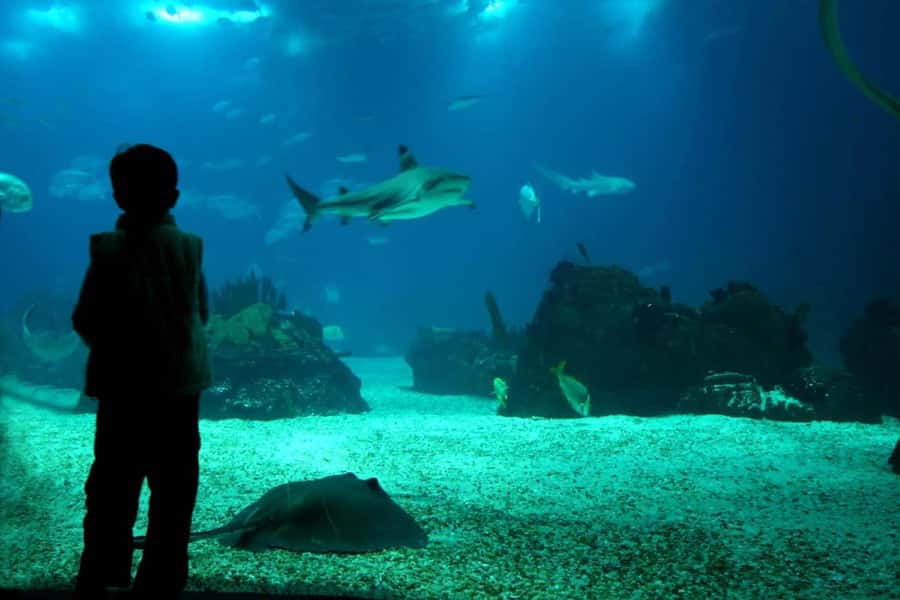 From Buenos Aires: Temaiken Zoo Tour with Ticket Included - What the guide and transfers add