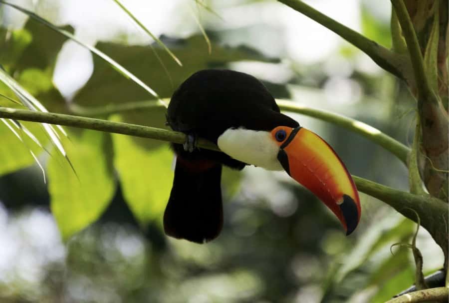 From Buenos Aires: Temaiken Zoo Tour with Ticket Included - Who will enjoy this outing most?