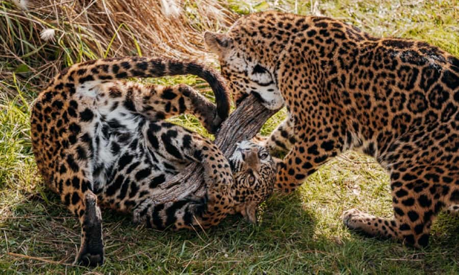 From Buenos Aires: Temaiken Zoo Tour with Ticket Included - The aquarium’s three Argentine water worlds