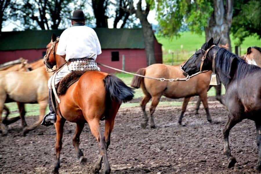 Full-Day at Santa Susana Ranch with BBQ, Drinks and Show - Boleadoras, horses, and the gaucho skill display