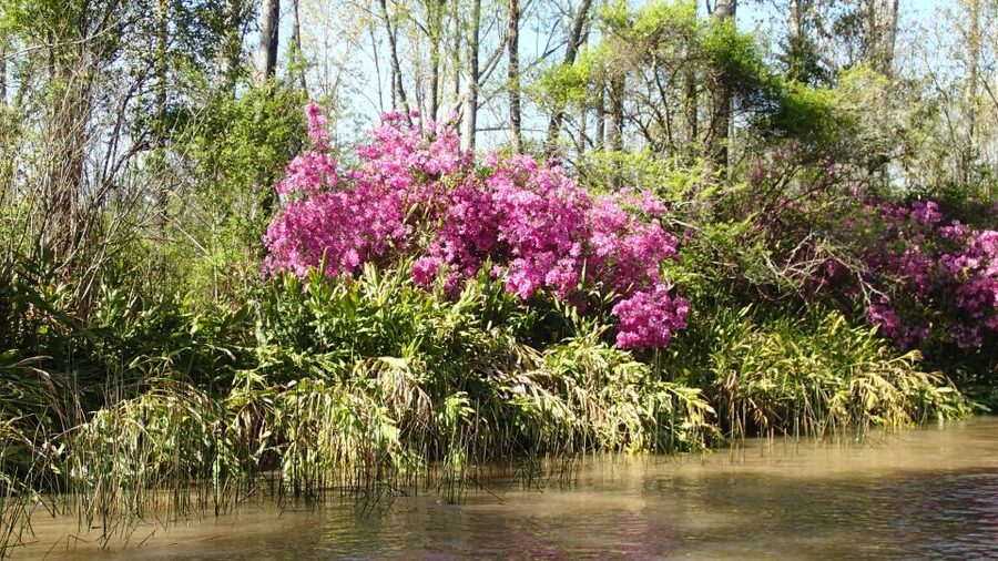 Navigation in Delta of Tigre - Exclusive semi private tour - Enrique or Martin as Your Guide